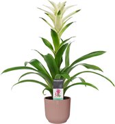 Bloem van Botanicly – Guzmania in roze ELHO plastic pot als set – Hoogte: 60 cm – Guzmania Mara