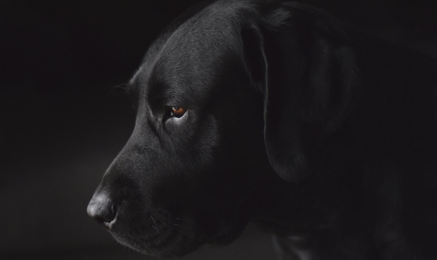 Schilderij - labrador - hond - Collectie faces - Dibond wit - 118x70cm