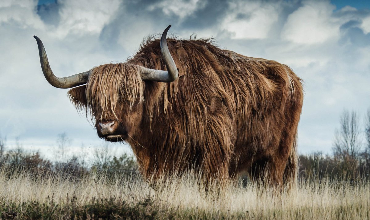- european wildlife 009 | urban | 118x70cm - wit - 118x70x