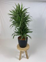 Kamerplant van Botanicly – Drakenboom incl. sierpot zwart als set – Hoogte: 120 cm – Dracaena derem. Warneckei