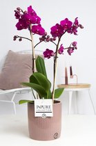 Orchidee van Botanicly – Vlinder orchidee in keramische pot als set – Hoogte: 40 cm, 1 tak – Phalaenopsis multiflora