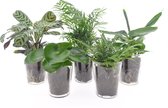 Varens van Botanicly – 5 × Areca Dypsis, Chlorophytum Atlantic, Spathiphyllum Yes incl. designe glas als set – Hoogte: 40 cm