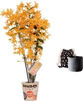 Mama's Bloemen - Set Bamboo Orchid ‘bloomin' Orange Firebird’ En Geurkaars Lucky Candle Black - Vers Boeket Bloemen - ↨ 55cm - ⌀ 12cm