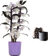 Mama's Bloemen - Set Bamboo Orchid ‘make-upz Purple’ En Geurkaars Lucky Candle Black - Vers Boeket Bloemen - ↨ 55cm - ⌀ 12cm