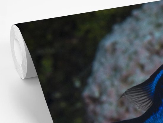 Papier peint Papier peint photo en vinyle - Poisson bleu largeur 420 cm x hauteur 280 cm - Tirage photo sur papier peint (disponible en 7 tailles) / Mer et plage
