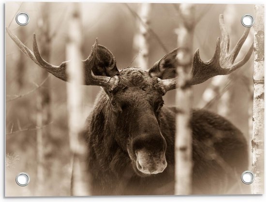 Tuinposter – Eland tussen Smalle Bomen - 40x30cm Foto op Tuinposter  (wanddecoratie voor buiten en binnen)