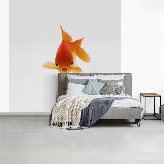 Papier peint Papier peint photo en vinyle - Poisson rouge devant un fond blanc largeur 240 cm x hauteur 240 cm - Tirage photo sur papier peint (disponible en 7 tailles)