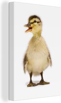 Canard Bébé regardant ailleurs toile 2cm