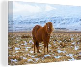 Portrait d'un cheval islandais en hiver 30x20 cm - petit - Tirage photo sur toile (Décoration murale salon / chambre) / animaux sauvages Peintures sur toile