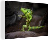 Peintures sur Toile - Caméléon Dansant - 30x20 cm - Décoration murale