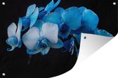 Muurdecoratie Blauwe orchidee tegen een zwarte achtergrond - 180x120 cm - Tuinposter - Tuindoek - Buitenposter
