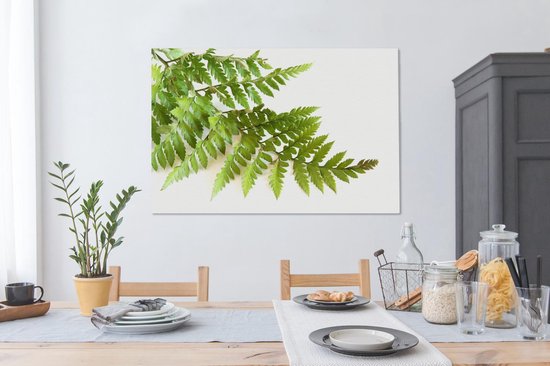 Feuille verte d'une fougère sur fond blanc 120x80 cm - Tirage photo sur toile (Décoration murale salon / chambre)