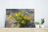 Canvas Schilderij Teunisbloem in de duinen - 30x20 cm - Wanddecoratie