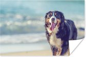 Un Berner se promène sur la plage Poster 90x60 cm - Tirage photo sur Poster (décoration murale salon / chambre) / Poster Animaux domestiques