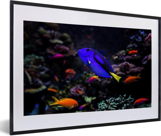 Fotolijst incl. Poster - Een Picasso-Doktersvisje in een aquarium - 60x40 cm - Posterlijst