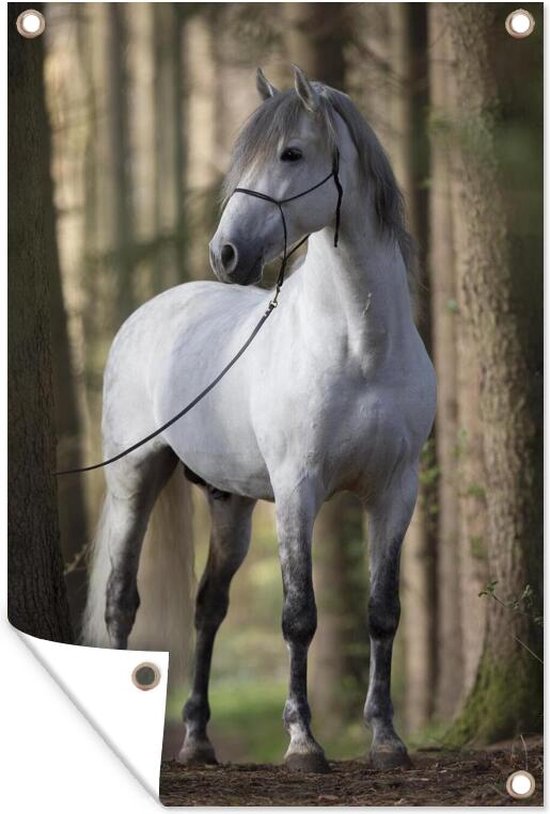 Cheval andalou Wit entre les arbres affiche de jardin toile lâche | bol