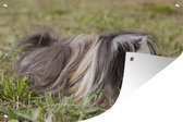 Muurdecoratie Langharige cavia - 180x120 cm - Tuinposter - Tuindoek - Buitenposter