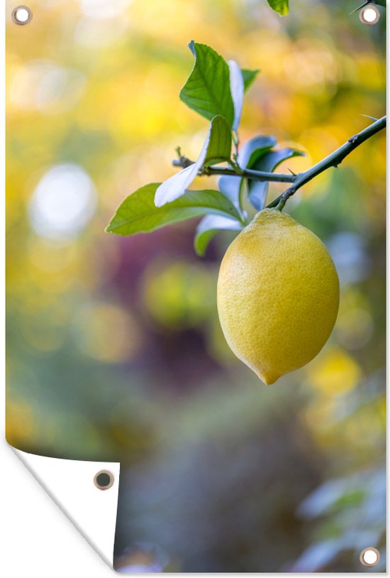 Tuinposter Citroen boom – close-up van een citroen aan een tak 40×60 cm – Tuindoek/Buitencanvas/Schilderijen voor buiten (tuin decoratie)