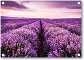 Bloeiend lavendelveld onder de paarse kleuren van de zonsondergang - Tuinposter 70x50 - Wanddecoratie - Landschap - Natuur - Bloemen