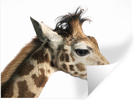 Sticker Muursticker Gros plan Girafe - Gros plan sur le côté de la tête d'une girafe - 40x30 cm - film autocollant - sticker mural repositionnable