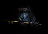 Gorilla met bamboe op zwarte achtergrond - Foto op Posterpapier - 70 x 50 cm (B2)