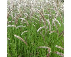 Melica ciliata - Cils Pearl Grass - Pot 9x9 cm - 12 plantes