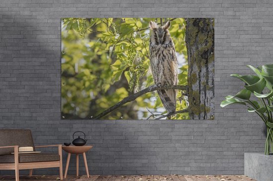 Un hibou à longues oreilles se repose haut dans un arbre Affiche de jardin 180x120 cm - Toile de jardin / Toile d'extérieur / Peintures d'extérieur (décoration de jardin) XXL / Groot format!