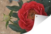 Tuindecoratie Een rode pioenroos en een knop - 60x40 cm - Tuinposter - Tuindoek - Buitenposter