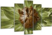 Glasschilderij Bloem - Groen, Bruin, Wit - 170x100cm 5Luik - Foto Op Glas - Geen Acrylglas Schilderij - 6000+ Glasschilderijen Collectie - Wanddecoratie