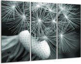 Peinture sur verre Fleur | Gris, vert, blanc | 120x80cm 3 Liège | Tirage photo sur verre | F006343