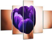 Glasschilderij Tulp | Paars, Bruin, Wit | 100x70cm 5Luik | Foto print op Glas |  F003813
