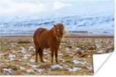 Poster Portret van een IJslander paard in de winter - 180x120 cm XXL