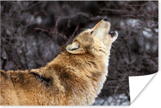 Poster Wolf - Winter - Bos - 90x60 cm