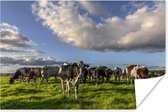 Kudde koeien aan het grazen in de wei 180x120 cm XXL / Groot formaat! - Foto print op Poster (wanddecoratie woonkamer / slaapkamer)