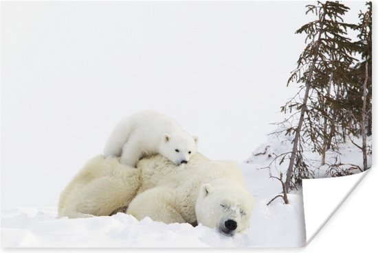 IJsbeer slaapt in de sneeuw met jong op de rug