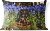 Buitenkussens - Tuin - Een Cavalier King Charles-spaniël tussen de blauwe bloemen - 60x40 cm