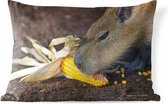 Sierkussen Capibara voor buiten - Een close up van een Capibara die aan het eten is - 60x40 cm - rechthoekig weerbestendig tuinkussen / tuinmeubelkussen van polyester