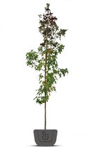 Amberboom | Liquidambar styraciflua | Meerstammig | Meerstammig : 130-150 cm