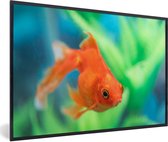 Photo en cadre - Cadre photo poisson rouge en aquarium d'eau douce noir 30x20 cm - Affiche sous cadre (Décoration murale salon / chambre)