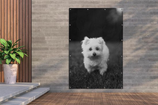 Décoration murale Chien maltais sur pelouse - noir et blanc - 120x180 cm - Affiche jardin
