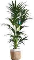 XL Kentia Palm In Sizo Bag (natural) - Vers Van De Kweker - ↨ 170cm - ⌀ 30cm - [Mama's Planten]