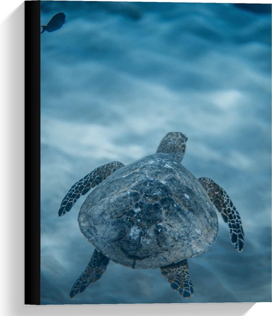 Canvas  - Schildpad in het Water - 30x40cm Foto op Canvas Schilderij (Wanddecoratie op Canvas)