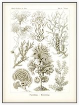 Zonaria - Fucoideae (Kunstformen der Natur), Ernst Haeckel - Foto op Akoestisch paneel - 150 x 200 cm