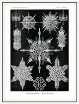 Dorataspis - Acanthophracta (Kunstformen der Natur), Ernst Haeckel - Foto op Akoestisch paneel - 90 x 120 cm