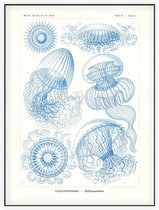 Aequorea - Leptomedusae (Kunstformen der Natur), Ernst Haeckel - Foto op Akoestisch paneel - 150 x 200 cm