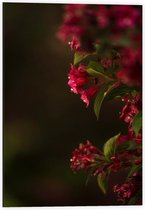 Dibond - Roze Bloemen - 40x60cm Foto op Aluminium (Wanddecoratie van metaal)