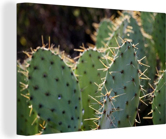 Canvas Schilderij Botanical Cactus Fotoprint - 60x40 cm - Wanddecoratie