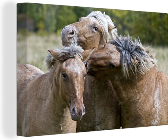 Tableau sur toile Trois chevaux du fjord jouant - 150x100 cm - Décoration murale