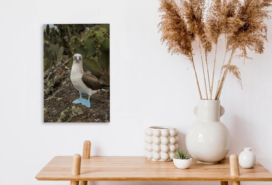 Un fou aux pieds bleus regarde dans l'appareil photo Toile 20x30 cm - petit - Tirage photo sur toile (Décoration murale salon / chambre)