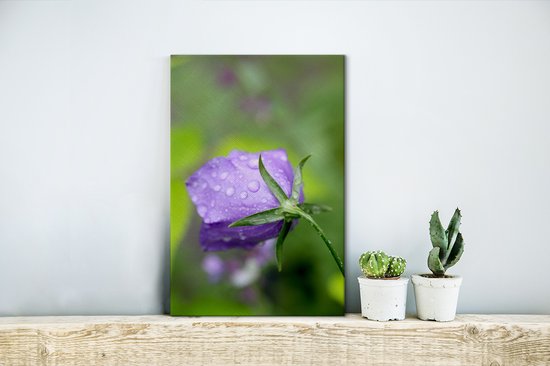 Gouttes de pluie sur la fleur d'une Campanule 20x30 cm - petit - Tirage photo sur toile (Décoration murale salon / chambre) / Peintures Fleurs sur toile